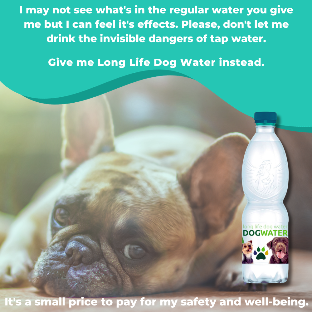 
                  
                    Long Life Dog Water - Daily Spring Canine Water, pH-Balanced Water for Dogs Improve Dog Hydration 12-Pack
                  
                