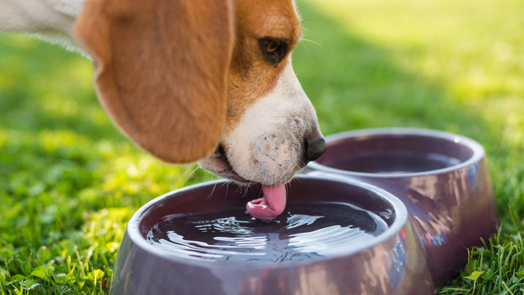HOW MUCH WATER SHOULD A DOG DRINK